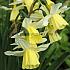 Narcissus Lemon Drops Z12/14 (x250)