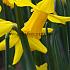 Narcissus February Gold Z12/14 (x 250)