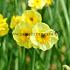Narcissus Sun Disc Z10/12 (x250)