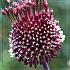 Allium Forelock 14/+ (x 25)