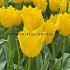 Tulipa golden state 12/+ (x250)