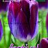 Festival Autumn Tulipa Tulips Kansas Proud 12/+ (x12x7)