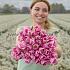 Tulipa Aafke 12/+ (x250)