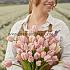 Tulipa Apricot Pride 12/+ (x250)