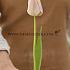 Tulipa Apricot Pride 12/+ (x250)