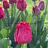 Tulipa Barbados 12/+ (x250)