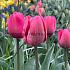 Tulipa Carola 12/+ (x250)