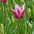 Tulipa Claudia 12/+ (x250)