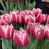 Tulipa Columbus 12/+ (x250)