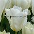 Tulipa Concerto 12/+ (x250)