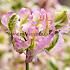 Tulipa Green Wave 12/+ (x250)
