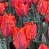 Tulipa Hermitage 12/+ (x250)