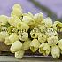 Tulipa Ivory Floradale 12/+ (x250)