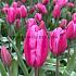 Tulipa Jumbo Pink 12/+ (x250)
