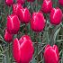 Tulipa Kung Fu 12/+ (x250)