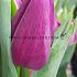 Tulipa Laptop 12/+ (x250)