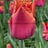 Tulipa Louvre Orange 12/+ (x250)