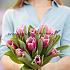 Tulipa Louvre 12/+ (x 250)