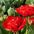 Tulipa Miranda 12/+ (x 250)