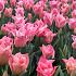 Tulipa Miss Elegance 12/+ (x250)
