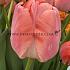 Tulipa Orange Pride 12/+ (x250)
