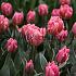 Tulipa Pretty Princess 12/+ (x250)