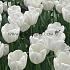 Tulipa Royal Virgin 12/+ (x250)