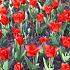 Tulipa Showwinner 12/+ (x250)