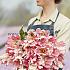 Tulipa Silver Parrot 12/+ (x250)