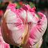 Tulipa Silver Parrot 12/+ (x250)