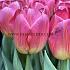 Tulipa Tom Pouce 12/+ (x250)