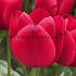 Tulipa Unique De France 12/+ (x250)