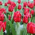 Tulipa Unique De France 12/+ (x250)