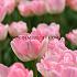 Tulipa Upstar 12/+ (x250)