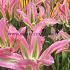 Tulipa Virichic 12/+ (x250)