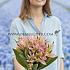 Tulipa Virichic 12/+ (x250)