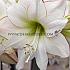 Amaryllis Picotée  30/32 (x10)