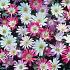 Anemone Blanda Mixed 5/+ (x250)