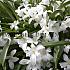 Chionodoxa Luciliae Alba 5/+ (x250)