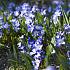 Chionodoxa Forbesii 5/+ (x250)