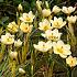 Crocus Cream Beauty 5/+ (x250)