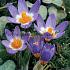 Crocus Sieberi Sublimis Tricolor 5/+ (x250)