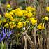 Eranthis Cilicica 4/+ (x250)