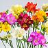 Freesia Double Mixed 5/6 (x250)