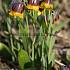Fritillaria Michailovskyi 5/+ (x250)