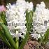 Hyacinthus Aiolos 17/18 (x100)
