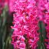 Hyacinthus Jan Bos 17/18 (x100)