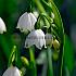 Leucojum Vernum I (x250)