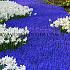 Muscari Armeniacum 9/10 (x 250)