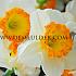 Narcisses Accent Large-cupped 14/16 (x250)